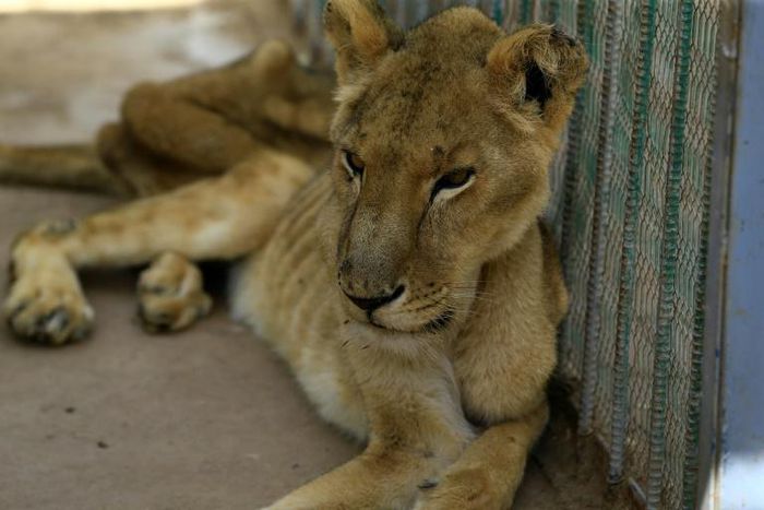 A malnourished lioness at Al-Qureshi park in the Sudanese capital Khartoum, where one of five sick lions died on Monday