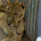 A malnourished lioness at Al-Qureshi park in the Sudanese capital Khartoum, where one of five sick lions died on Monday