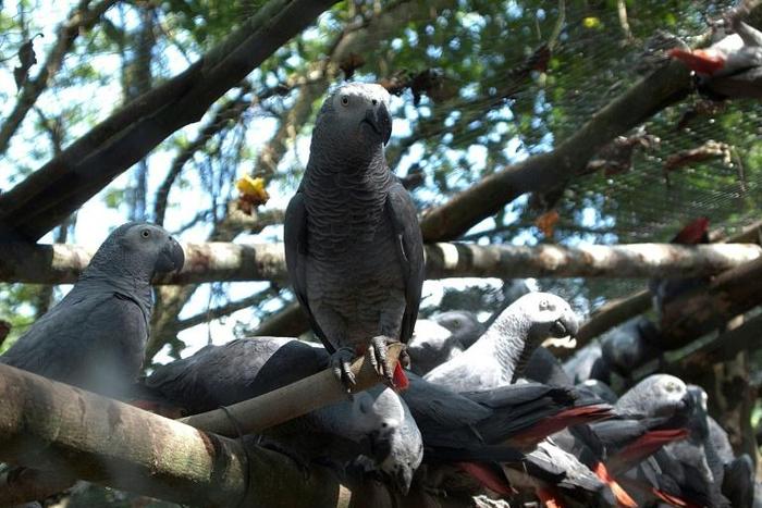 A new study has found that African grey parrots volunteer assistance to both their good friends and mere acquaintances -- even when there is no expectation of personal gain