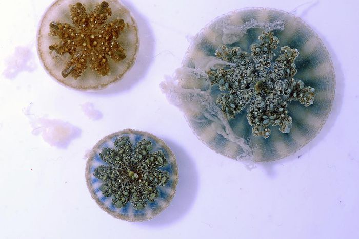 You Didn't Touch These Jellyfish, but They Can Sting You With Tiny Grenades