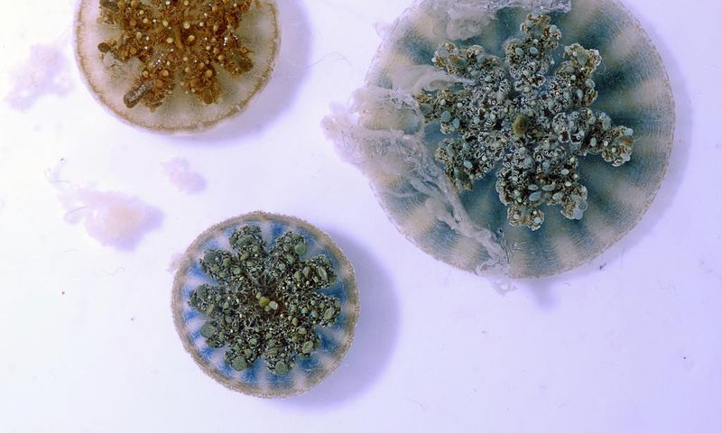 You Didn't Touch These Jellyfish, but They Can Sting You With Tiny Grenades