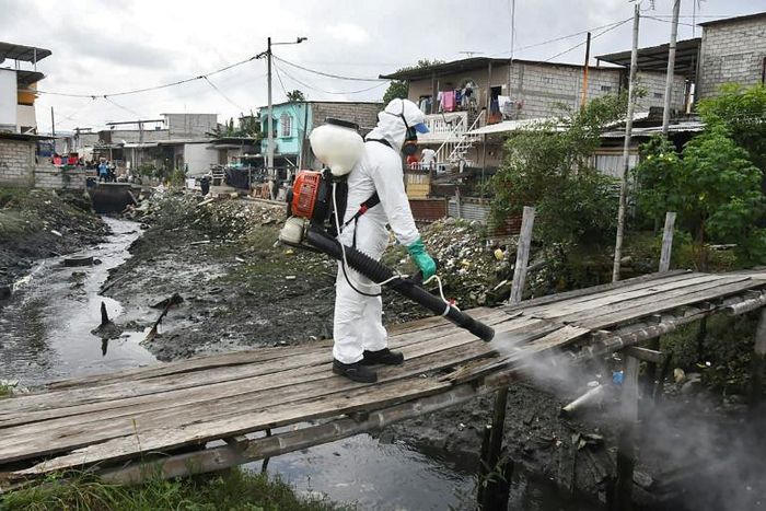 The government has collected 1,400 bodies from homes and hospitals in Guayaquil