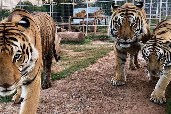 You Can Get A 'Tiger King' Shoutout On Cameo