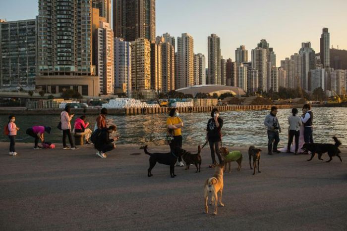 All pets of people in Hong Kong infected with the coronavirus will be quarantined for 14 days, starting Friday