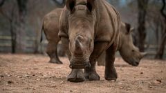 There are fewer than 25,000 rhinos left in the wild in Africa due to a surge in poaching