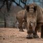 There are fewer than 25,000 rhinos left in the wild in Africa due to a surge in poaching