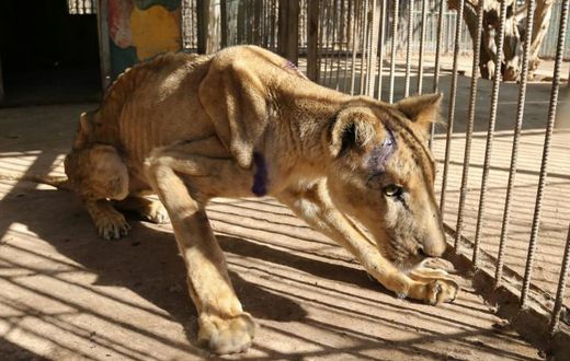 The captive lions in Khartoum's Al-Qureshi Park had lost as much as two-thirds of their body weight as a result of going unfed for weeks