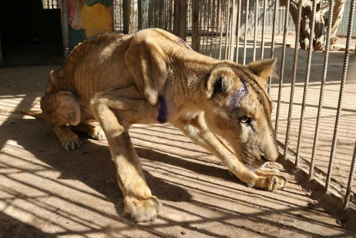 The captive lions in Khartoum's Al-Qureshi Park had lost as much as two-thirds of their body weight as a result of going unfed for weeks