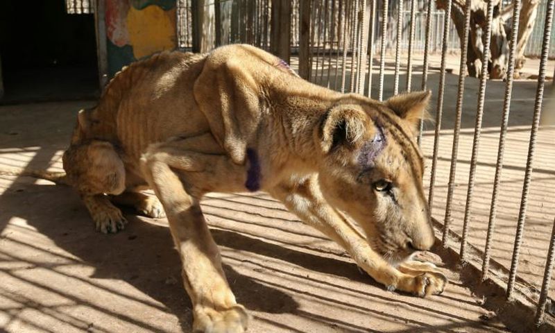 The captive lions in Khartoum's Al-Qureshi Park had lost as much as two-thirds of their body weight as a result of going unfed for weeks