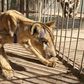 The captive lions in Khartoum's Al-Qureshi Park had lost as much as two-thirds of their body weight as a result of going unfed for weeks