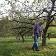 Fire Blight Spreads Northward, Threatening Apple Orchards
