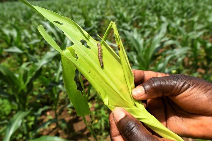 The fall armyworm, an invasive species from the Americas, has now spread across almost all of Africa, according to UN food experts