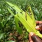 The fall armyworm, an invasive species from the Americas, has now spread across almost all of Africa, according to UN food experts