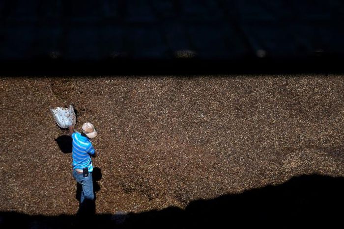 Coffee prices in commodity markets have dropped dramatically