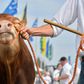 A cow at an agricultural fair in Wallonia, where farmers have expressed concern about the EU-Mercosur trade pact