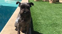 Woman Punches Mountain Lion Attacking Her Dog