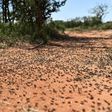 Billions of desert locusts, some in swarms the size of Moscow city, have already chewed their way through Ethiopia, Somalia, Kenya, Djibouti, Eritrea, Tanzania, Sudan, South Sudan and Uganda