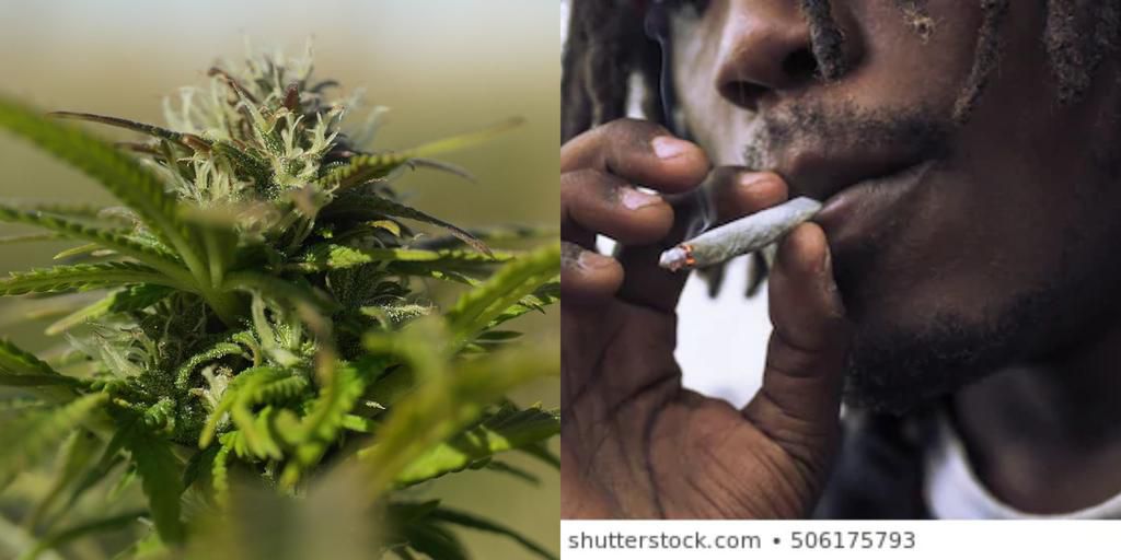 Wee smokers form long queue to buy the herb before shops are closed over COVID- 19 (video)