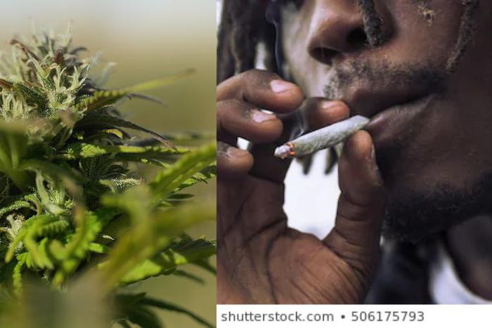 Wee smokers form long queue to buy the herb before shops are closed over COVID- 19 (video)