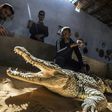 Mamdouh Hassan (R) shows a crocodile to visitors at his crocodile terrarium in the Nubian village of Gharb Soheil, on the west bank of the Nile river in southern Egypt