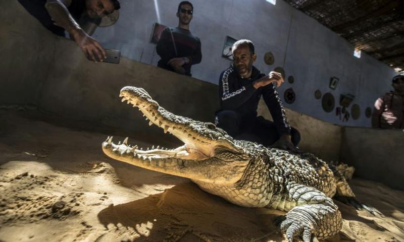 Mamdouh Hassan (R) shows a crocodile to visitors at his crocodile terrarium in the Nubian village of Gharb Soheil, on the west bank of the Nile river in southern Egypt