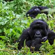Thanks to conservation efforts and anti-poaching patrols, the population of mountain gorillas has grown to more than 1,000