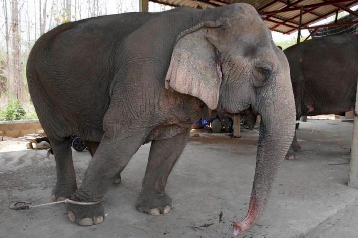 With global travel paralysed the animals are unable to pay their way, including the 300 kilograms (660 pounds) of food a day a captive elephant needs to survive