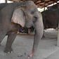 With global travel paralysed the animals are unable to pay their way, including the 300 kilograms (660 pounds) of food a day a captive elephant needs to survive