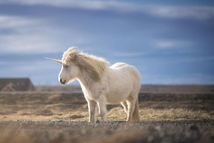 Watch Dr. Pimple Popper Drain A Unicorn Cyst