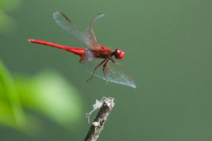 The disappearance of bugs that fly, crawl, burrow, jump and walk on water is part of a gathering mass extinction event