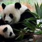 One of the two giant panda cubs with his mother Meng Meng at their enclosure during the first presentation to the media at the Berlin Zoo