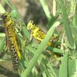 The worst pest plague in nearly three decades has wiped out entire harvests in Pakistan's agricultural heartlands