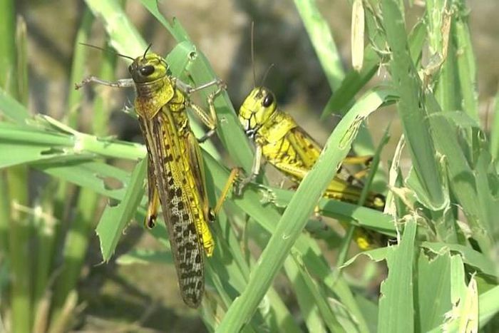 The worst pest plague in nearly three decades has wiped out entire harvests in Pakistan's agricultural heartlands