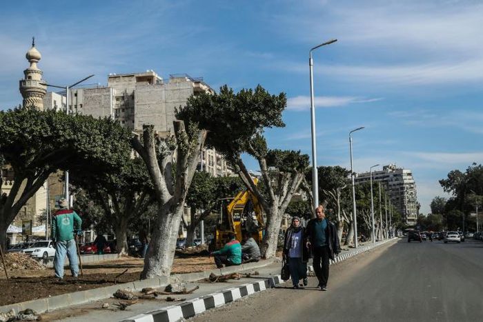 Partially cut-off trees in a street in Heliopolis, in the Egyptian capital Cairo