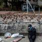 A Hong Kong pro-democracy protester sleeps on a barricaded street outside a university