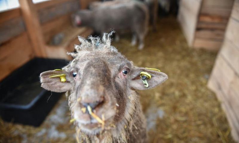 One of the 180 sheep saved from a capsized ship who will be able to live out their days after an outpouring of sympathy from the Romanian public