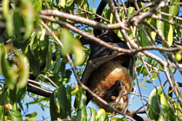 Bats Play Key Pollinating Role for Durians