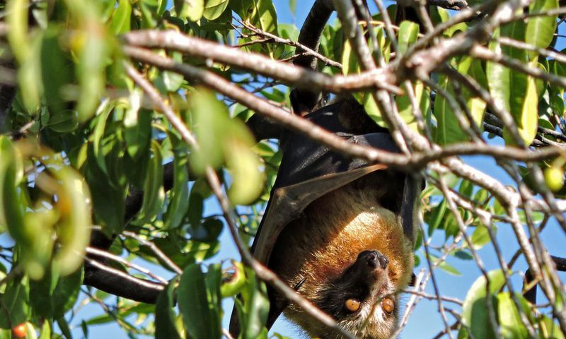 Bats Play Key Pollinating Role for Durians