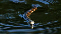 One resident said he saw around 25 Florida water snakes gather at a park in Lakeland, southwest of Orlando