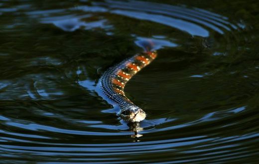 One resident said he saw around 25 Florida water snakes gather at a park in Lakeland, southwest of Orlando