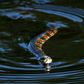One resident said he saw around 25 Florida water snakes gather at a park in Lakeland, southwest of Orlando