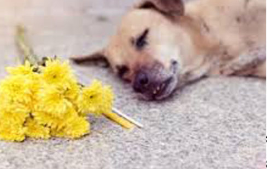 Poisonous man bites dog to death in the Volta region (video)