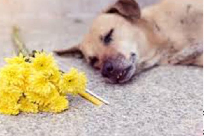 Poisonous man bites dog to death in the Volta region (video)