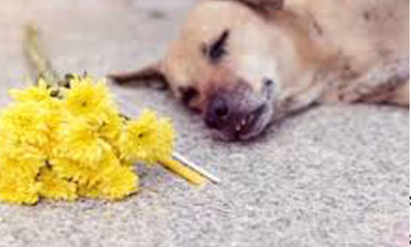 Poisonous man bites dog to death in the Volta region (video)