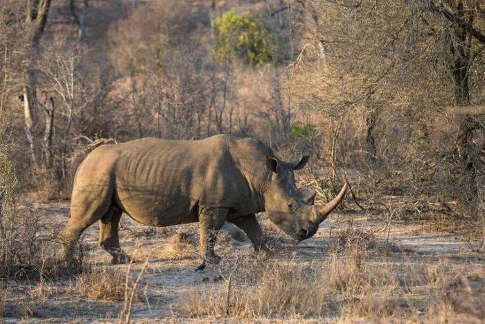 A white rhino in South Africa's  Kruger National Park, home to 80 percent of the world's rhino population and an epicentre for poachers seeking rhino horn