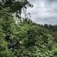 A third of tropical flora in Africa is threatened, including in southern Democratic Republic of Congo