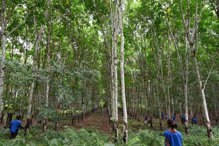 Ivory Coast's rubber plantations are being accused of damaging the environment and worsening food security