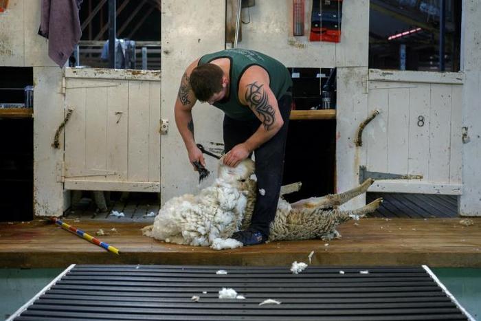 An employee shears a sheep at a ranch on the Falkland Islands, where tourism it has become a source of secondary employment for many inhabitants