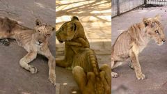 Photos of starving lions in a Sudanese park sparks online campaign to save them