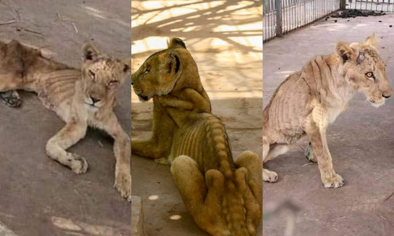 Photos of starving lions in a Sudanese park sparks online campaign to save them